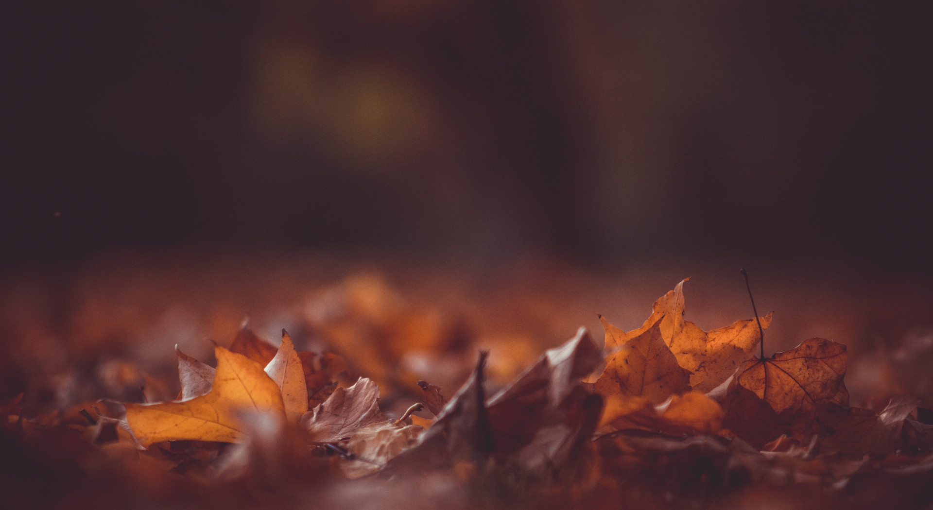 Vintage Roses Name Card Template