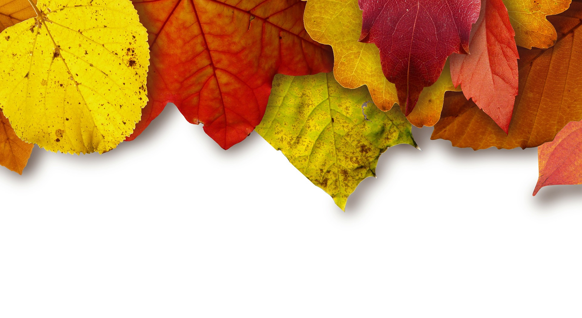 Botanical Bliss Name Card Template